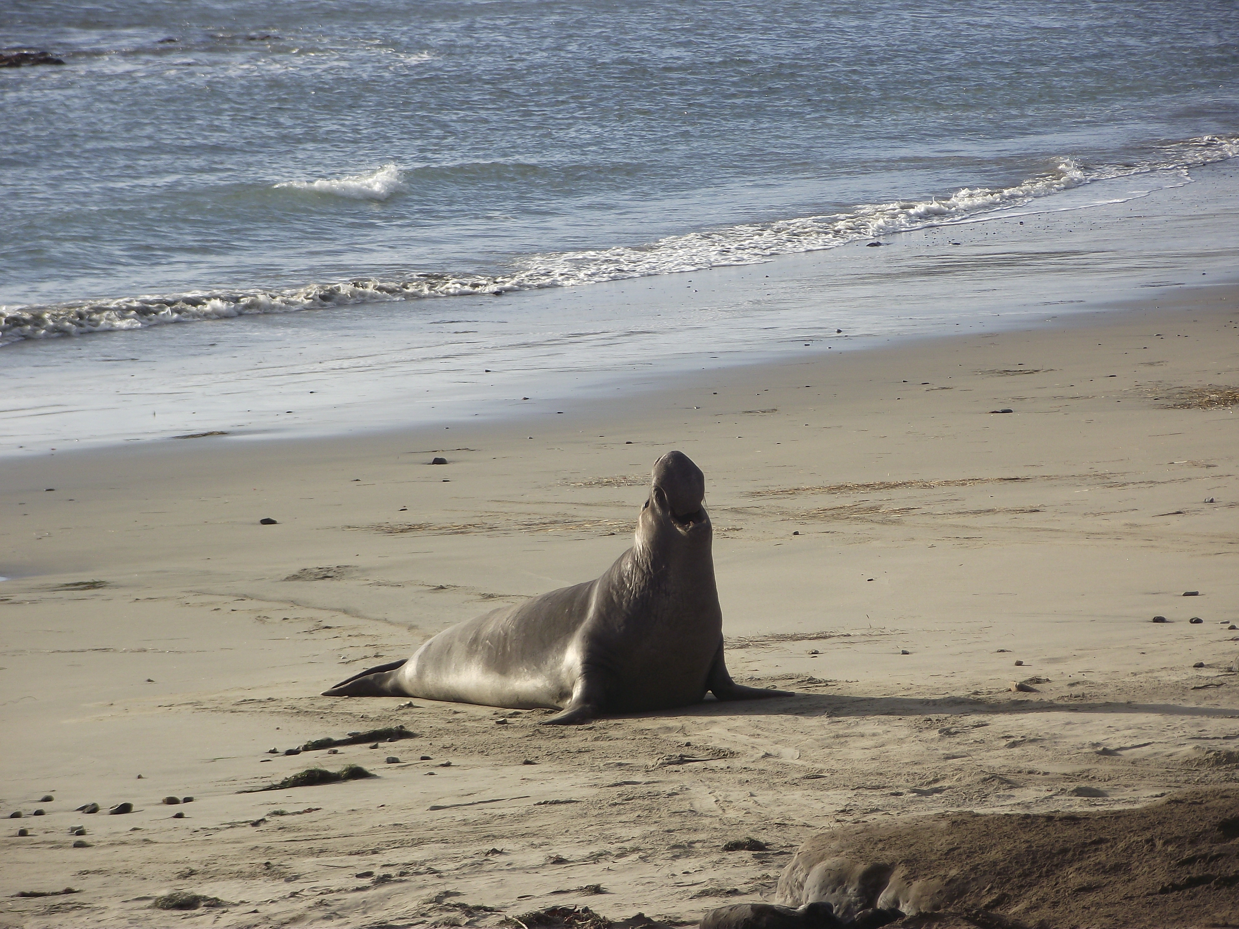 Elephant seal adult